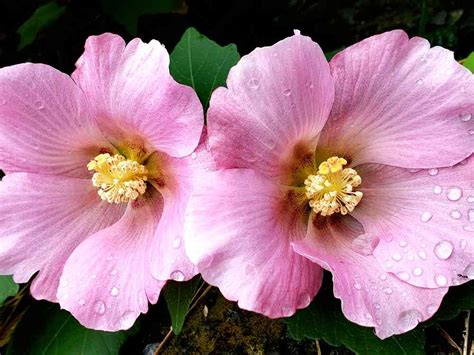 芙蓉 植物|芙蓉（フヨウ）の育て方｜美しい花を咲かせる栽培の 